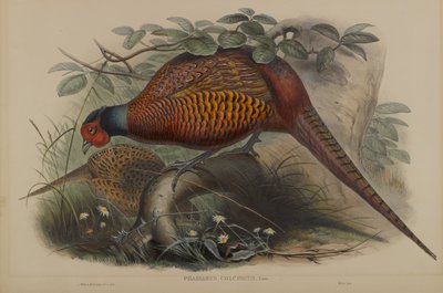 Phasianus Colchicus: Gemeiner Fasan von John Gould